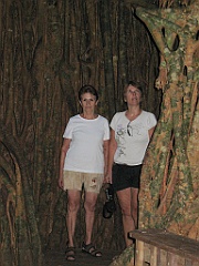 CairnsTC417 Cathedral Fig Tree